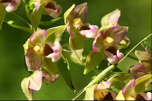 wespenorchis